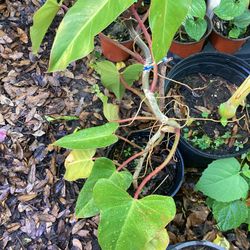 Emerald Philodendron Plant 