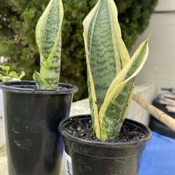 Snake Plant