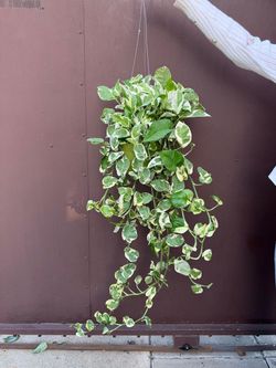 6” enjoy pothos