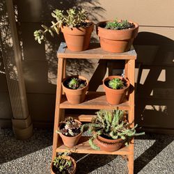 Vintage Wood Step Ladder with Succulents Plant In Clay Pots with Drainage