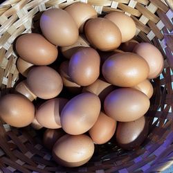 Eggs (Freshly Laid) 