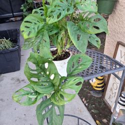 Small Monstera Swiss Cheese Plant $18