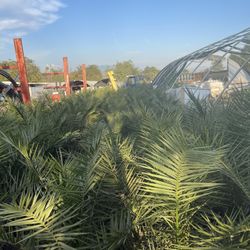 Need Gone ASAP Small Palm Trees 