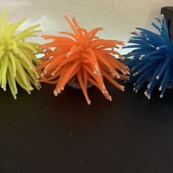 Aquarium Sea Anemones