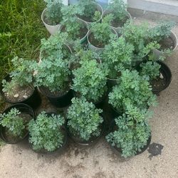 Ruda Plants Plantas De Ruda 