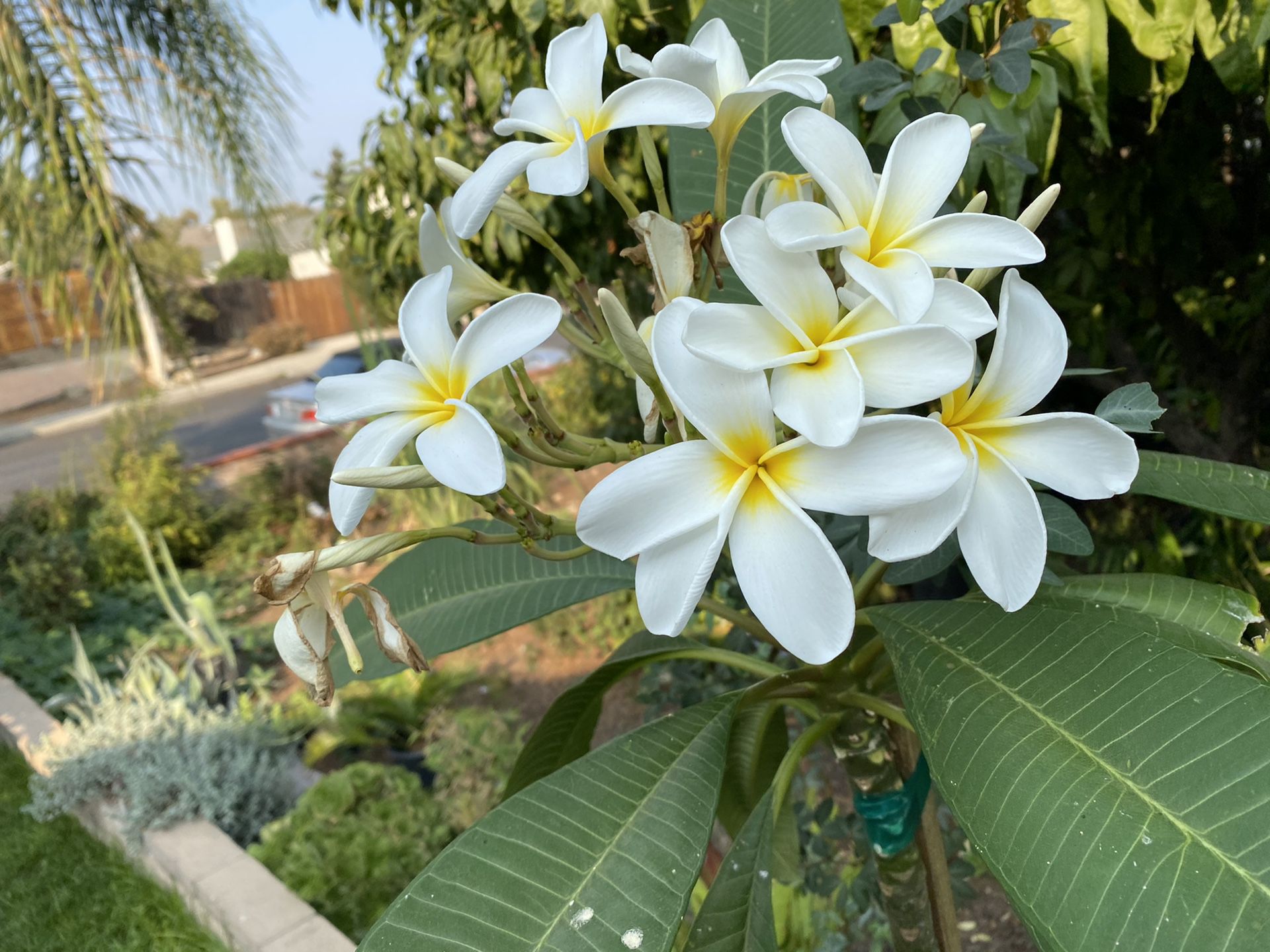Plumeria plant 🌱, rooted, 15 gallons pot, 4 feet tall, $65 each