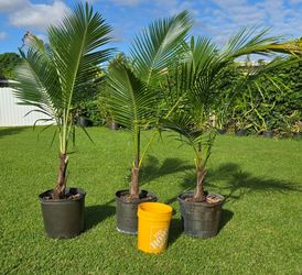 Coconut Palm Tree Plant In Large Pot $40 Each. Pot not included, will be bagged.