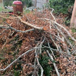Firewood