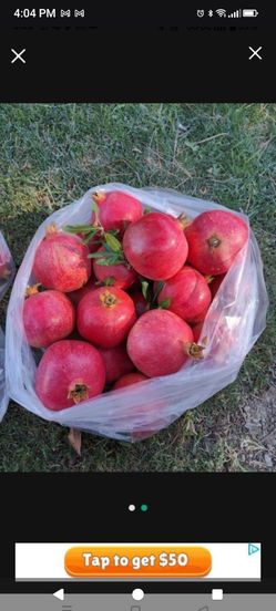 PERFECT pomegranates