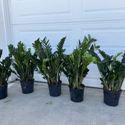 Big And Healthy ZZ Plant 55$ Each