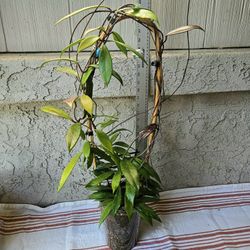 Hoya Pubicalyx Plant On Trellis 