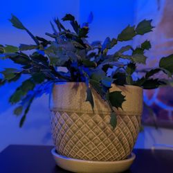 Thanksgiving Cactus Cuttings (Pink)