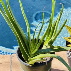 Aloe Vera 