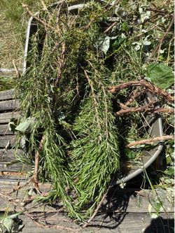 Free fresh rosemary
