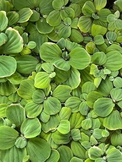 Water Lettuce floating water plant