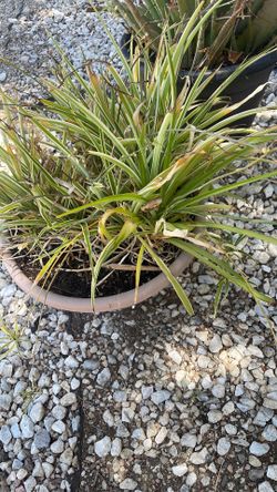 Spider plant