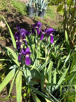 Lily plant