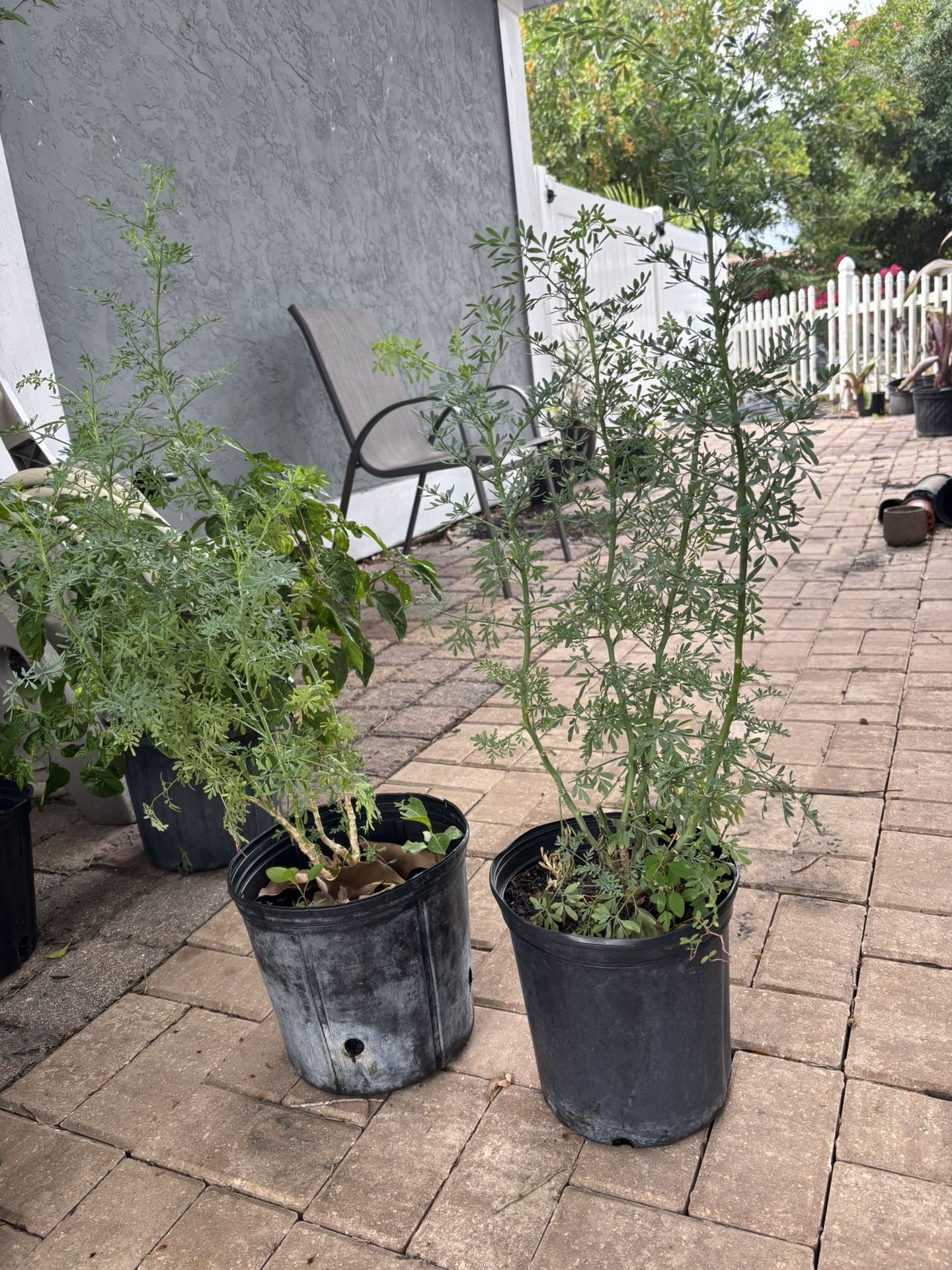 Ruda Plant