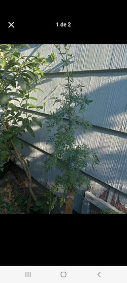 Ruda rue plant 4 ft Tall (4 pies de Altura)
