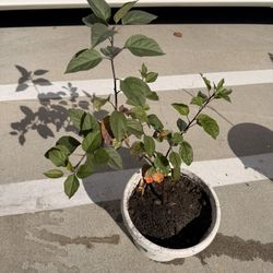 Apple Apricot & Black Mulberry Trees