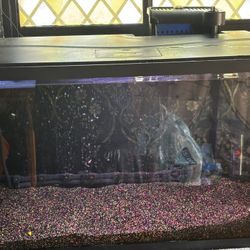 Fish Tank and Accessories