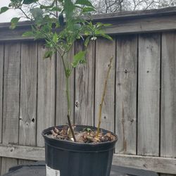 Jalapeño Plant