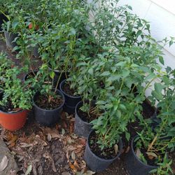 Plantas De Chile Piquín Japones Todavía No Tiene Chiles 