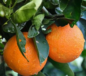 Oranges for Sale