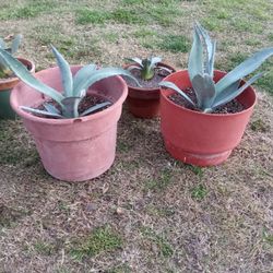 Agave Plant
