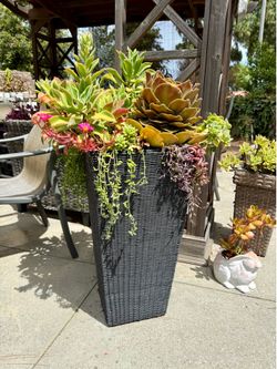 Tall succulent planter