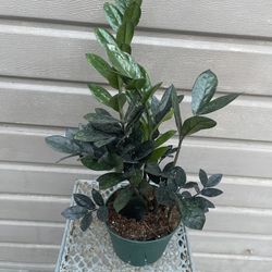 6” Raven Zz Plant