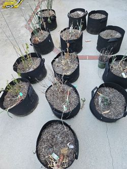 Organic garden grow bags