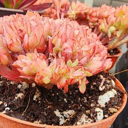 Succulents Plants Crested Cristata Echeveria Gilly Pick Up In Upland 