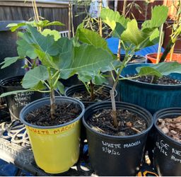 White Marseilles and Italian Honey fig trees