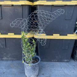 Dolphin Decorations Topiaries With Plant.