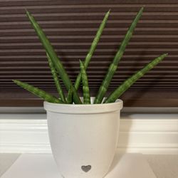 Starfish Sanseveria House Plant