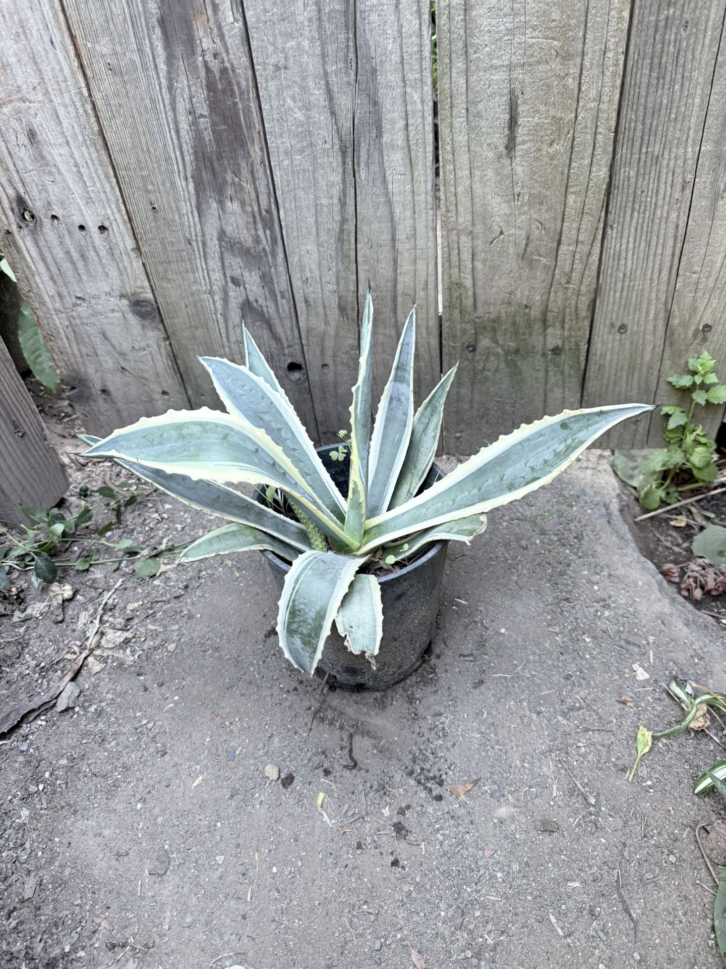 Plant Flower