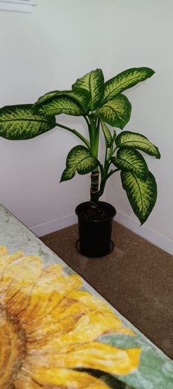 Dieffenbachia (Dumb Cane) Live House Plant