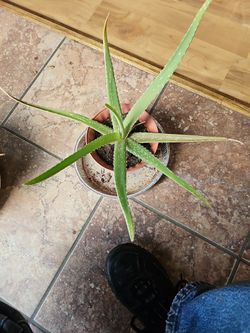 Aloe Vera Plant