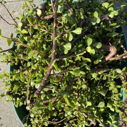 Portulacaria afra Elephant bush Plant