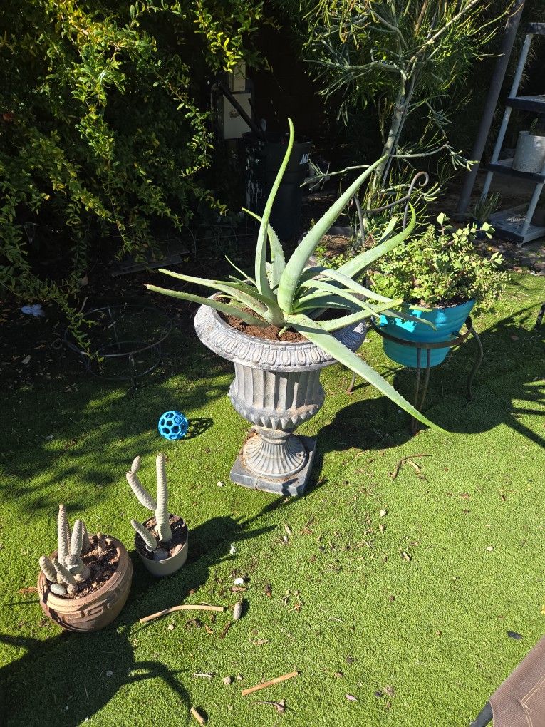 Large Aloevera In 3ft Tall Urn