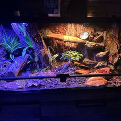 Reptile Terrarium