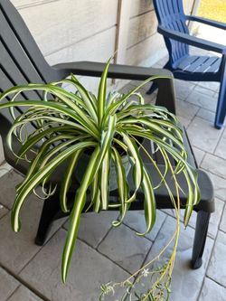 Spider Plant