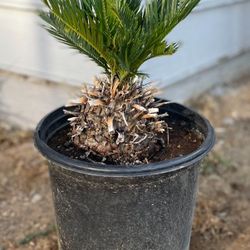 Sago Palm Plant