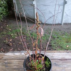 Azalea Bush -Red Blooms