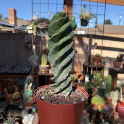 Spiral cactus 6”