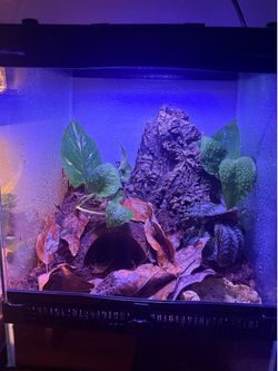 Reptile enclosure for sale