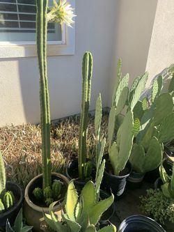 Cactus & succulents , I Have Many!