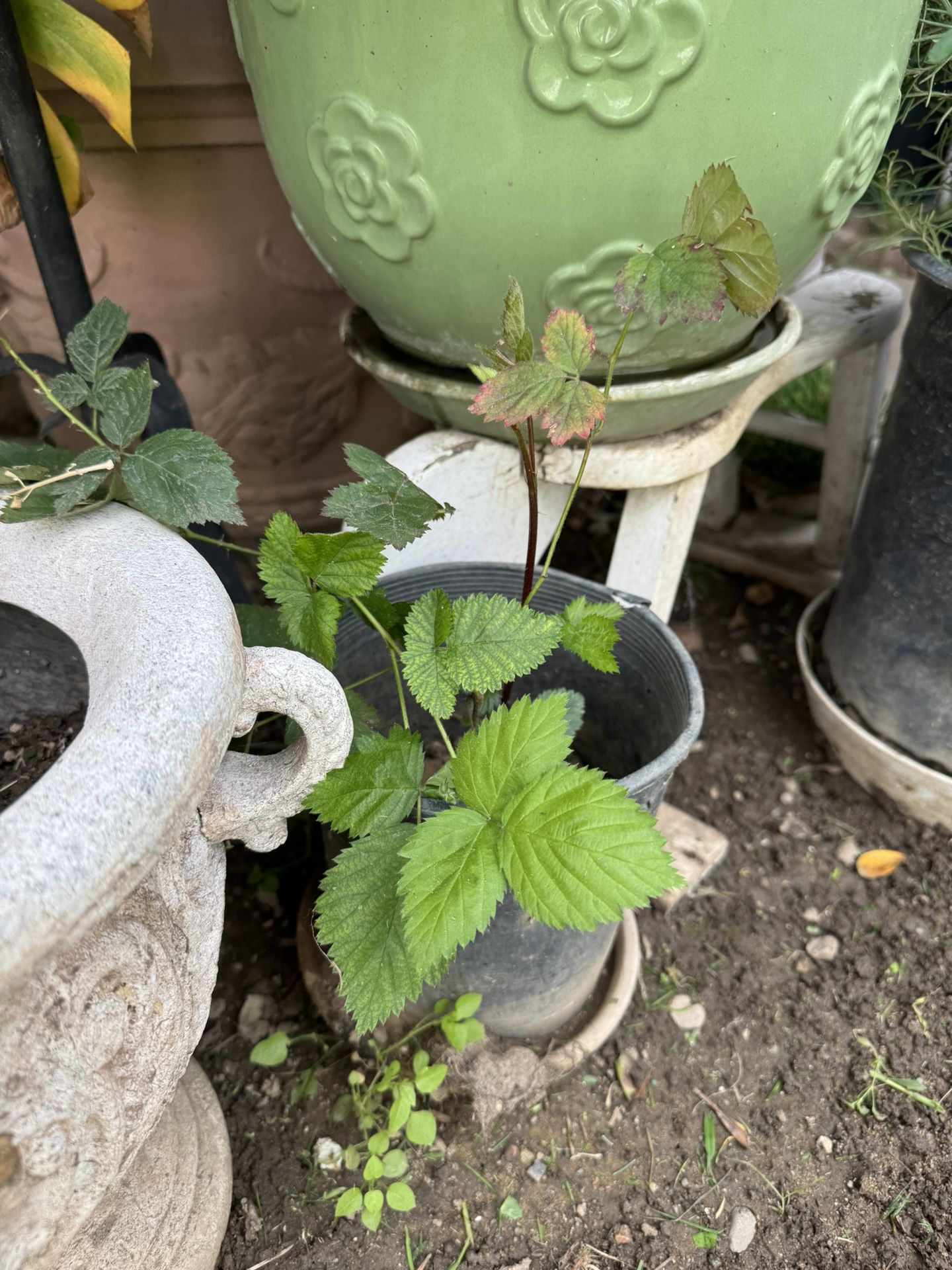 Blackberry Plant 🪴 2 Available $10 Each