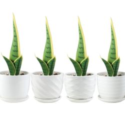 Set Of 4 Ceramic White Pots With Attached Saucer 4.5"X3.5" NEW